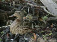 Rechtsanwalt Jagdrecht in Bayern: Umwelt und Naturschutz 