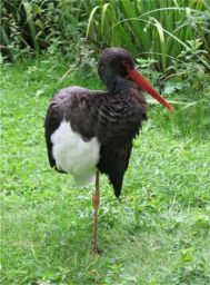 Naturschutz Bayern: Rechtsanwalt Naturschutzrecht