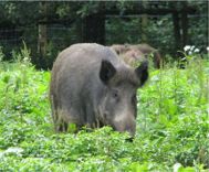 Wildschaden Rechtsanwalt Bayern, Kanzlei in Ruhpolding