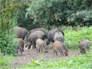 Wildschaden Grundstück: Rechtsanwalt Ruhpolding Gutachten Jagdrecht